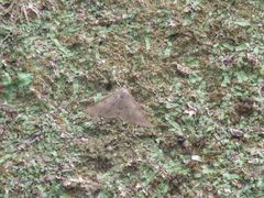Hypospila bolinoides