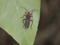 Thunbergia marginata