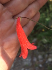 Penstemon miniatus apateticus