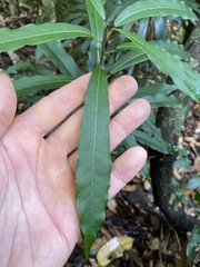 Carronia multisepalea