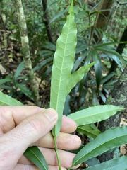 Carronia multisepalea