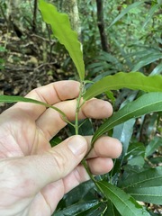 Carronia multisepalea