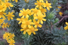 Euryops tysonii