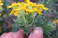 Euryops tysonii