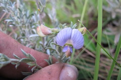 Lotononis lotononoides