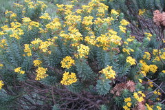 Euryops tysonii