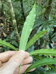 Carronia multisepalea