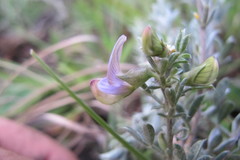 Lotononis lotononoides