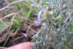 Lotononis lotononoides