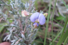 Lotononis lotononoides