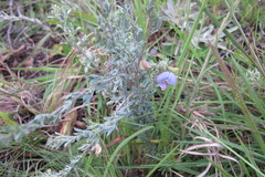 Lotononis lotononoides