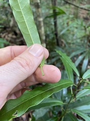 Carronia multisepalea