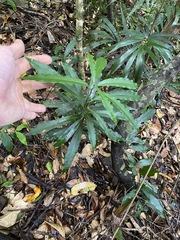 Carronia multisepalea