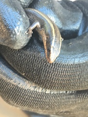 Plestiodon bilineatus