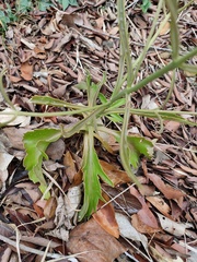 Kalanchoe integra