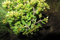 Crassula pellucida