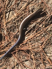 Plestiodon bilineatus