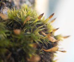 Orthotrichum consimile