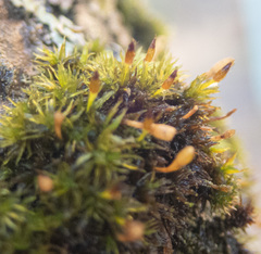 Orthotrichum consimile