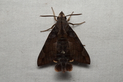 Macroglossum saga