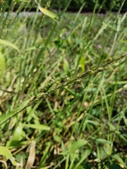 Urochloa texana