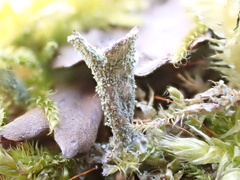 Cladonia humilis