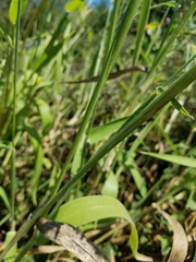 Urochloa texana