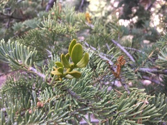 Phoradendron pauciflorum