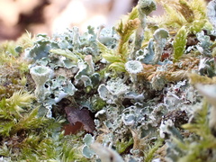 Cladonia humilis