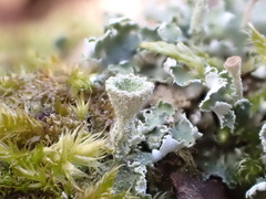 Cladonia humilis