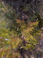 Veronica armstrongii