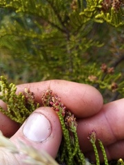 Veronica armstrongii