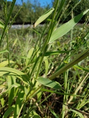 Urochloa texana