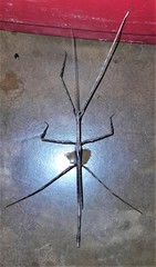 Bactrododema tiaratum