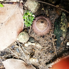 Geastrum