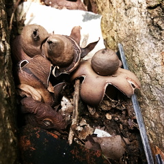 Geastrum