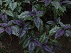 Strobilanthes auriculata dyeriana