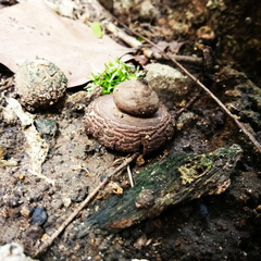 Geastrum