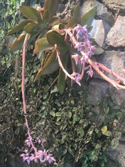 Echeveria dactylifera