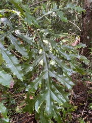 Stenocarpus sinuatus