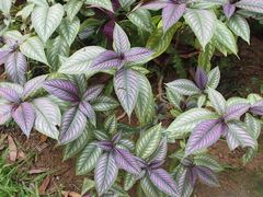 Strobilanthes auriculata dyeriana