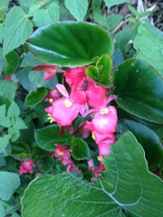 Begonia semperflorens-cultorum