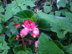 Begonia semperflorens-cultorum