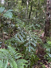 Stenocarpus sinuatus