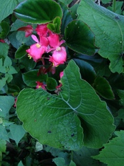Begonia semperflorens-cultorum