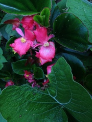 Begonia semperflorens-cultorum