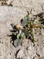 Pseudognaphalium ephemerum