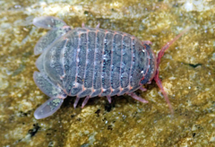 Exosphaeroma
