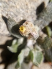 Pseudognaphalium ephemerum