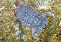 Exosphaeroma